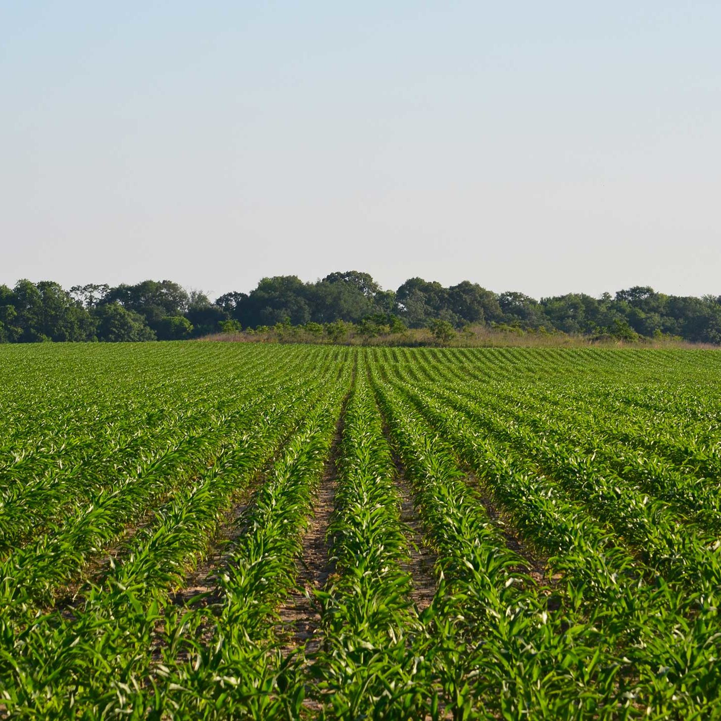 Project X Farm